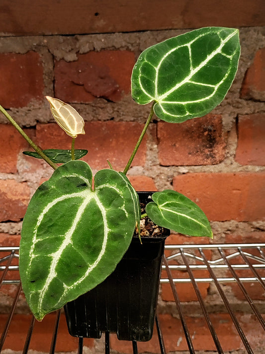 Anthurium Crystal Hope Hybrid