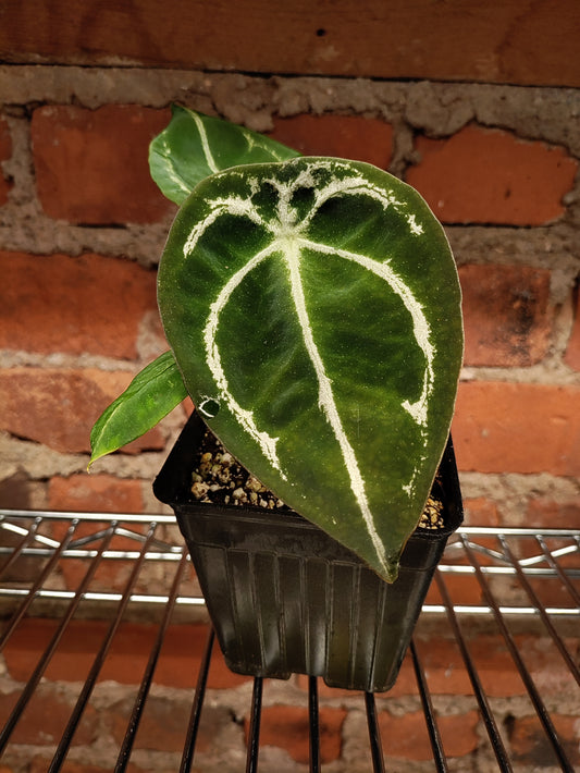 Anthurium Silver Streak x Forgetii