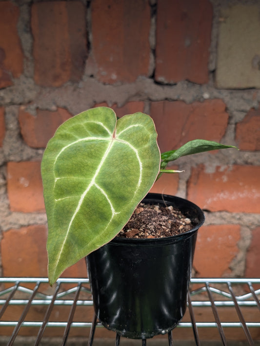 Anthurium Dark Crystallinum Hybrid