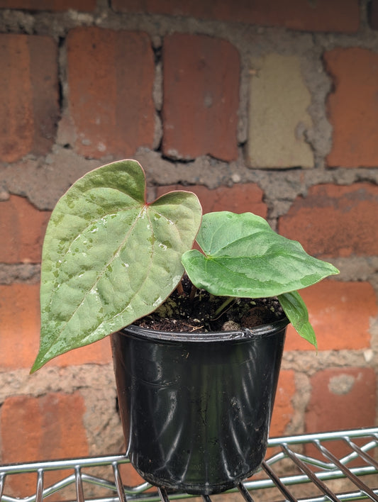 Anthurium Magnificum x Luxurians