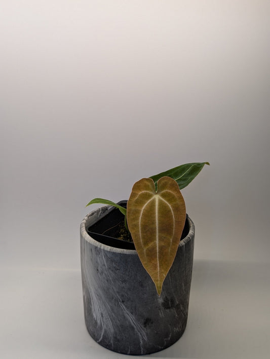 Anthurium (Besseae x Magnificum) x Forgetii - Botanical Rarities