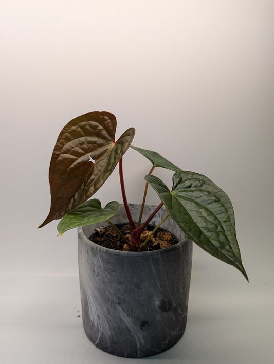 Anthurium Magnificum x Luxurians - Botanical Rarities