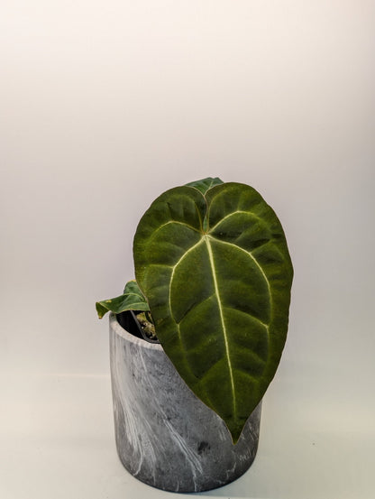 Anthurium Regale x (Dark Crystallinum x Papilliamium) - Botanical Rarities