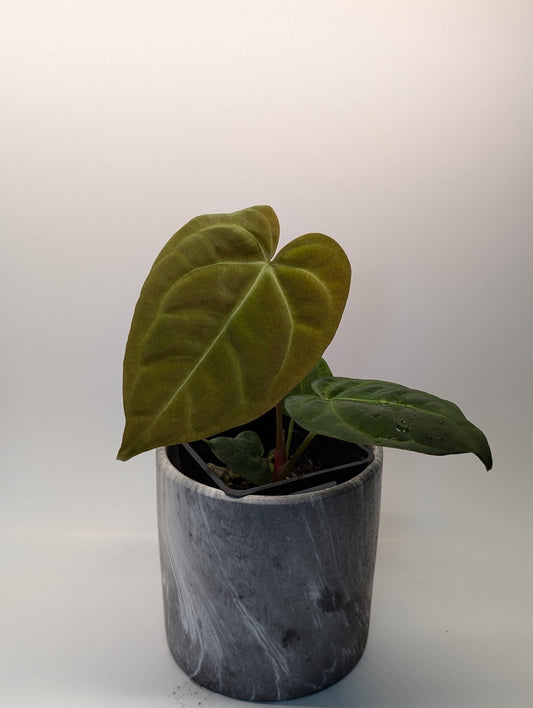 Anthurium Regale x (Dark Crystallinum x Papilliamium) - Botanical Rarities