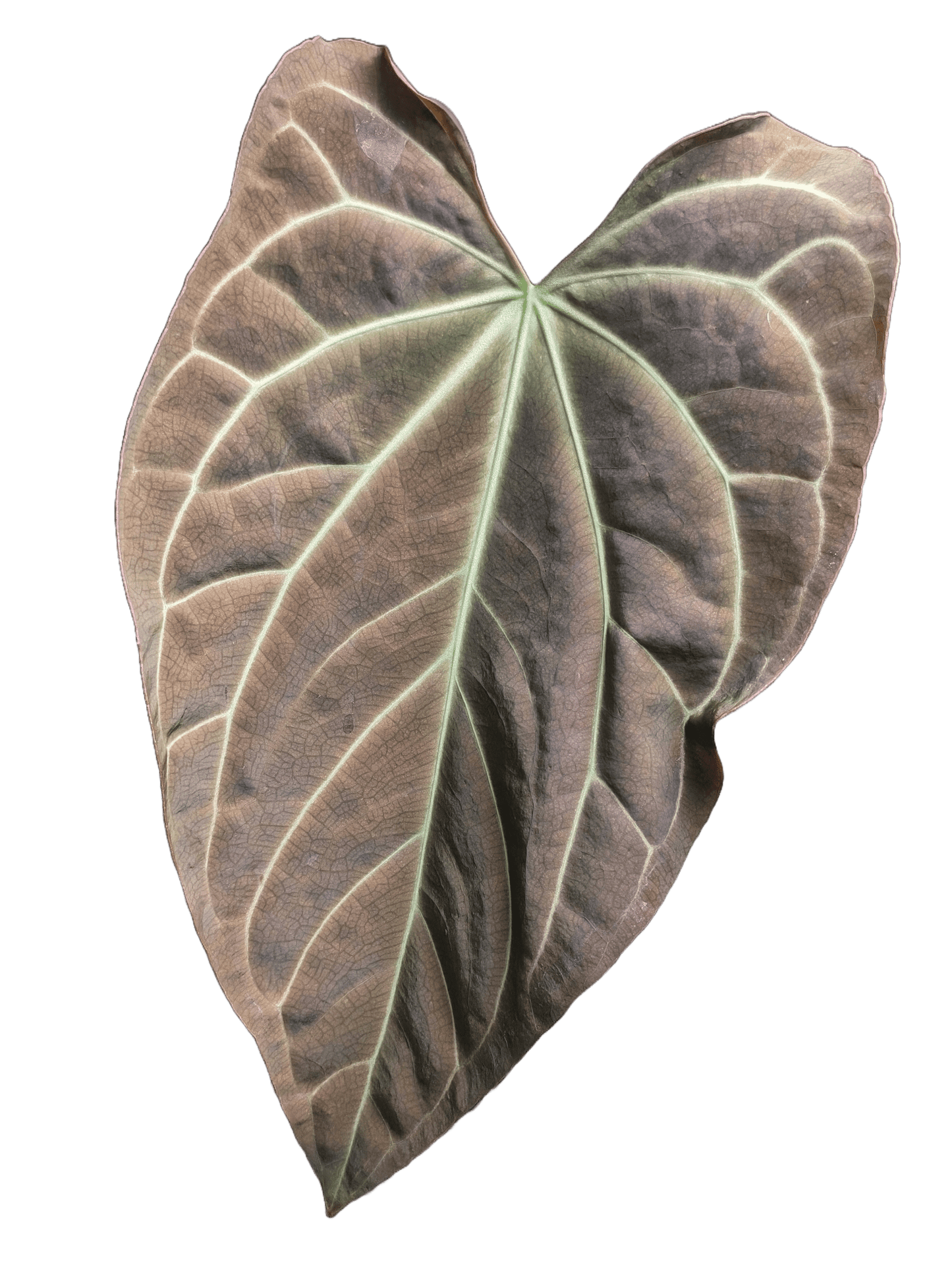 Anthurium Regale x (Dark Crystallinum x Papilliamium) - Botanical Rarities