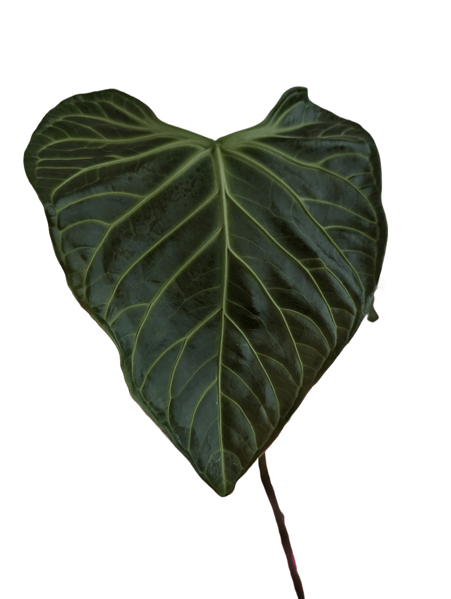 Anthurium Regale x (Dark Crystallinum x Papilliamium) - Botanical Rarities