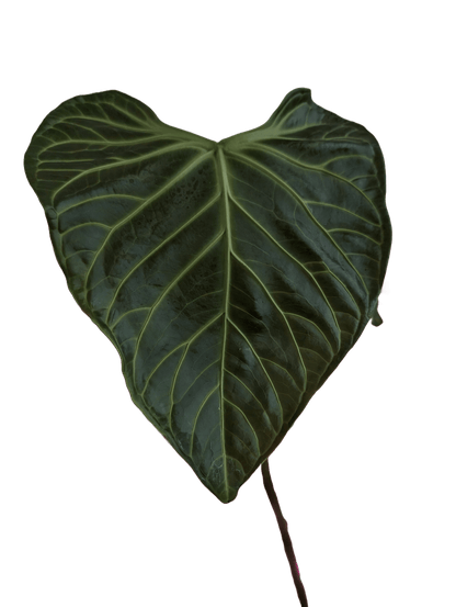 Anthurium Regale x (Dark Crystallinum x Papilliamium) - Botanical Rarities