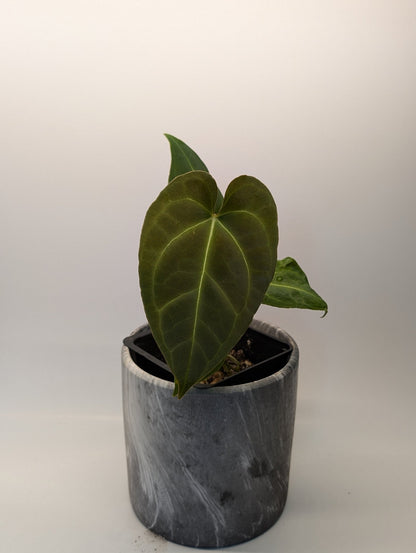 Anthurium Regale x (Dark Crystallinum x Papilliamium) - Botanical Rarities