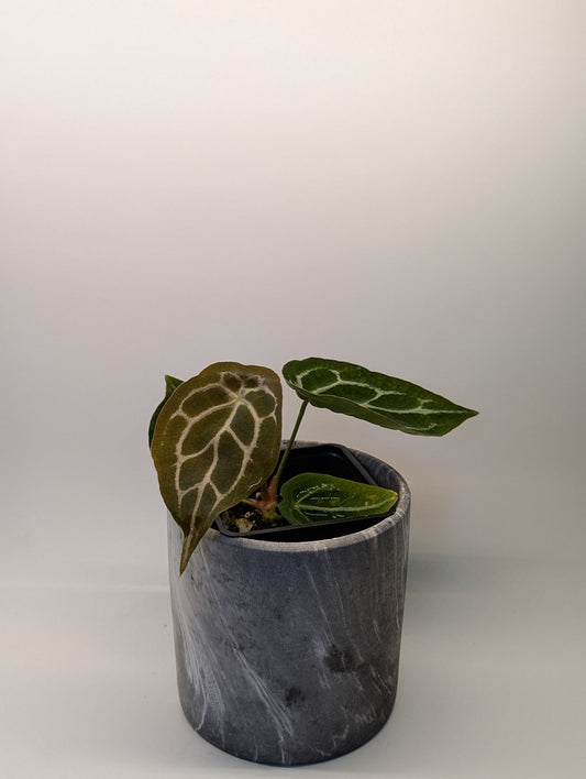 Anthurium Silver Streak x Forgetii - Botanical Rarities