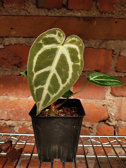 Anthurium Silver Streak Hybrid