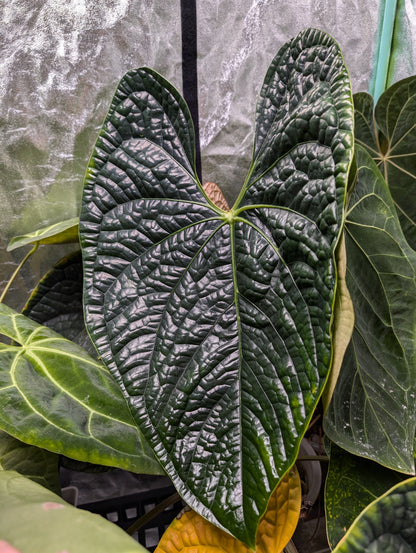 Anthurium Magnificum x Luxurians