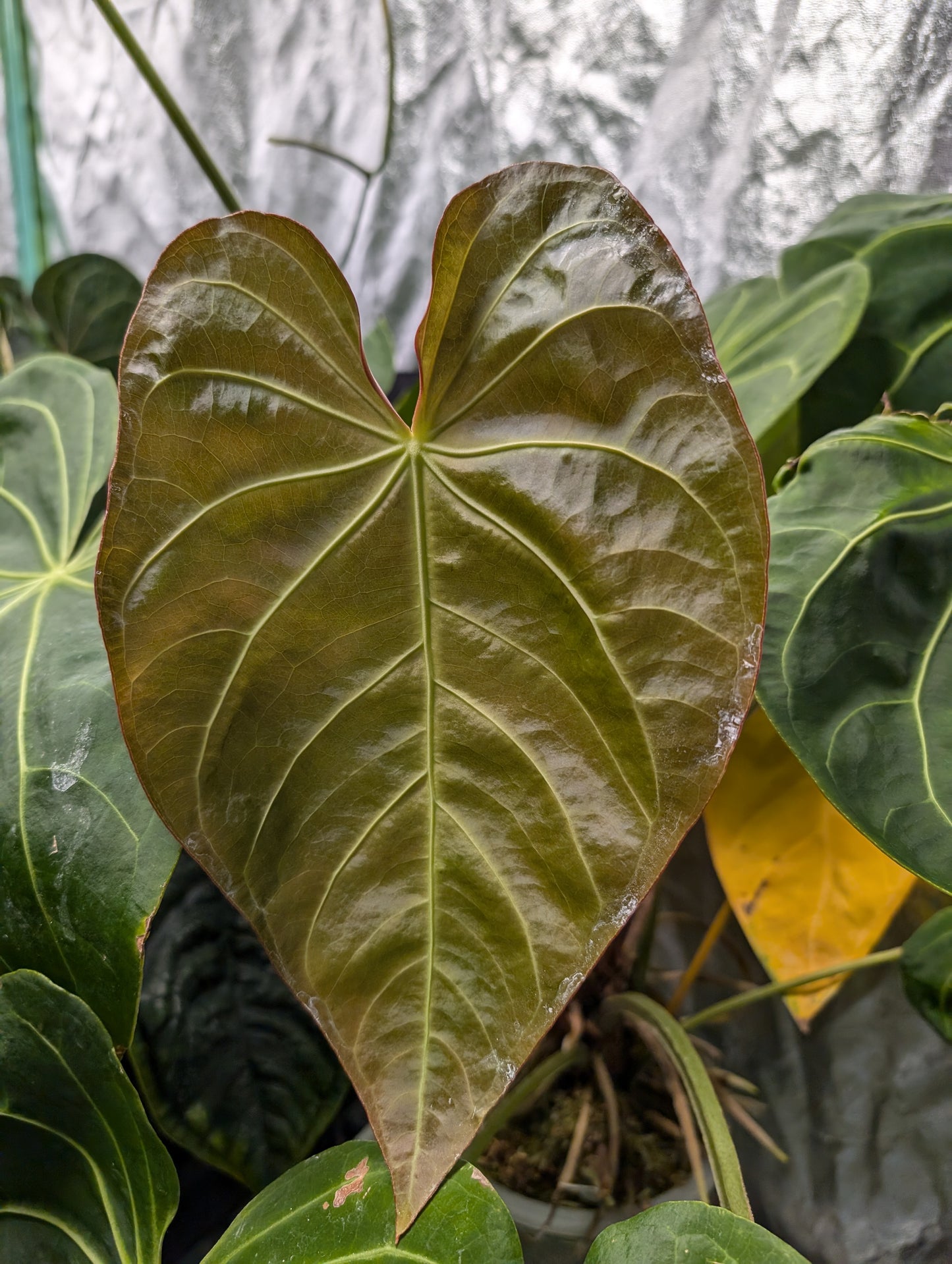 Anthurium Magnificum x Luxurians